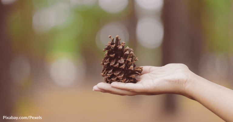 How To Grow An Adorable Pine Tree From A Cone