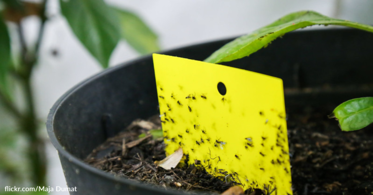 Simple Ways To Get Rid Of Gnats Once And For All