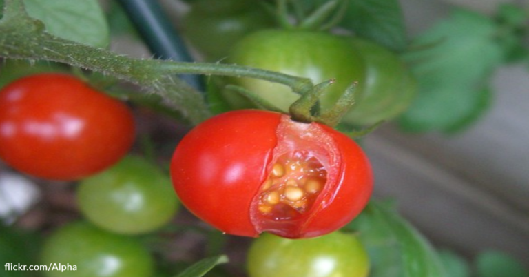 How To Prevent Tomatoes From Splitting
