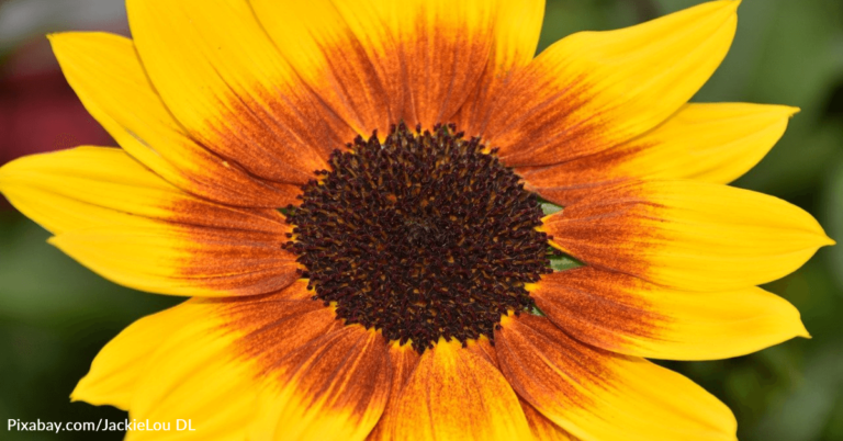 You Can Plant These Sunflowers In Fall To Have Bright Flowers Year-Round