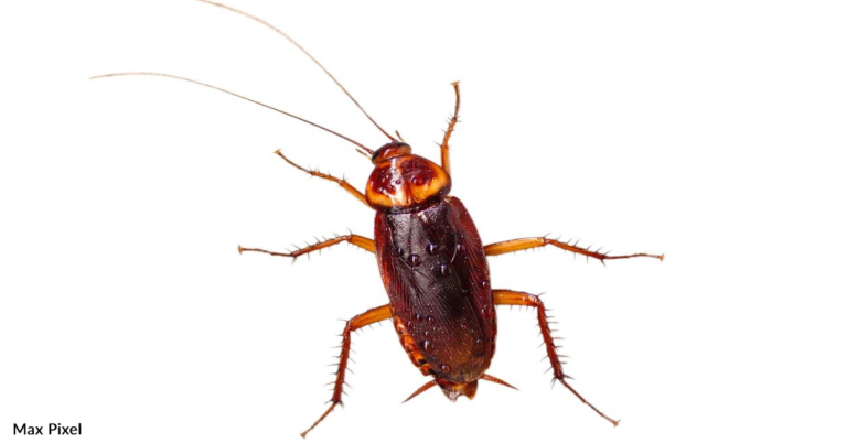 Landlord Paints Over Cockroach On Wall And The Internet Can’t Handle It