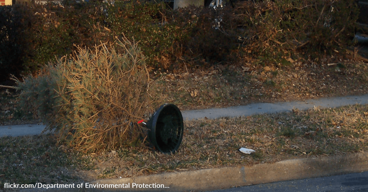 Apparently, You Can Return Dead Christmas Trees And Used Bedsheets To Costco 12 Tomatoes