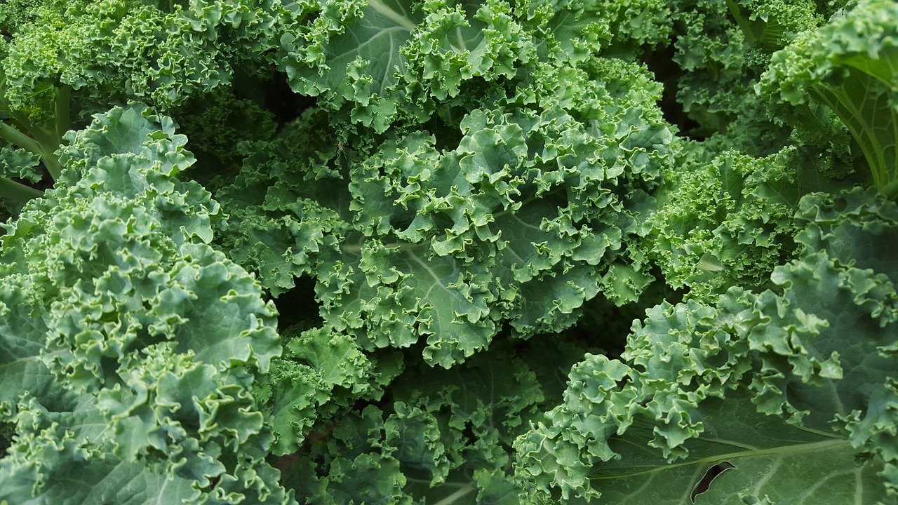 Kale Is Being Recalled Across Several States For Potential Listeria  Contamination
