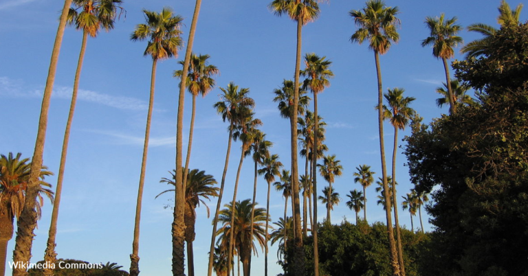 The Reason Palm Tree Trunks Are Wrapped In Sheet Metal