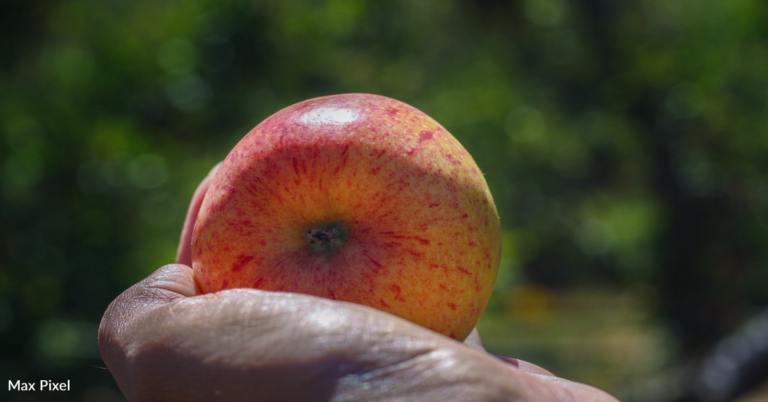 Teacher Shares How He “Rips Open” Apples With Bare Hands