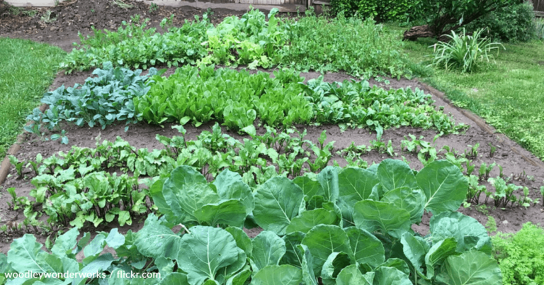 Six-Year-Old Has Just Become The Youngest Farmer In Georgia