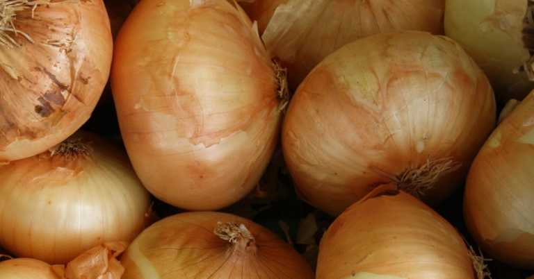 Recall: Salmonella in 37 States Linked to Onions