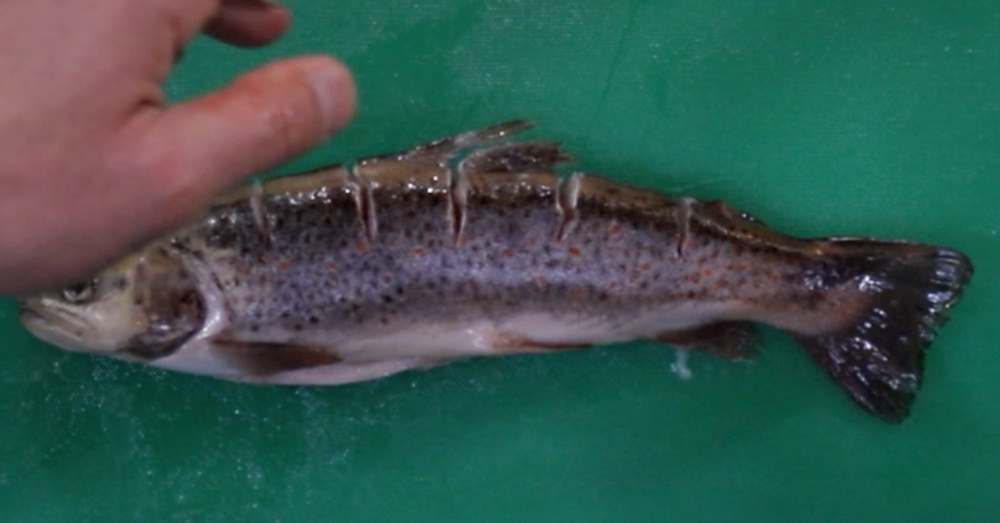 Rinse and clean the trout and make several slits on the back of the fish, 1 inch apart. Season with salt on all sides, plus the inside of the fish.