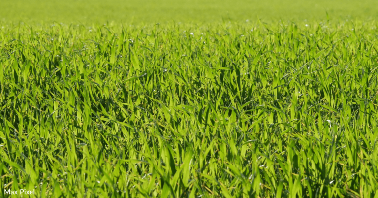 Man Sets Up Automatic Sprinkler To Spray People Cutting Across His Lawn