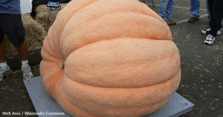 Watch A 1,200-Pound Pumpkin Fall 100 Feet In The Air Into An Inflatable Pool