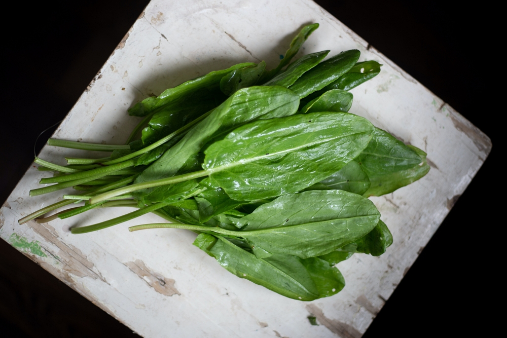 fresh sorrel leaves