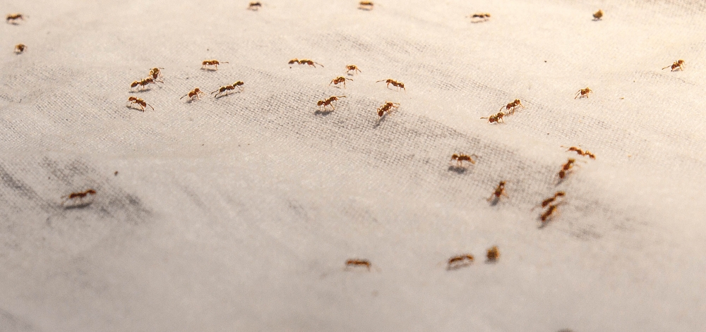 ants on white fabric