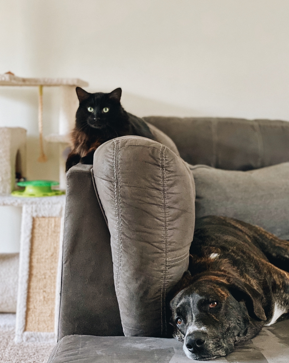 cat and dog on grey couch