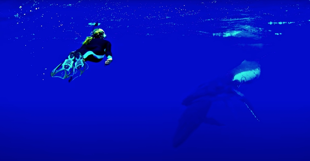 woman saved by a whale