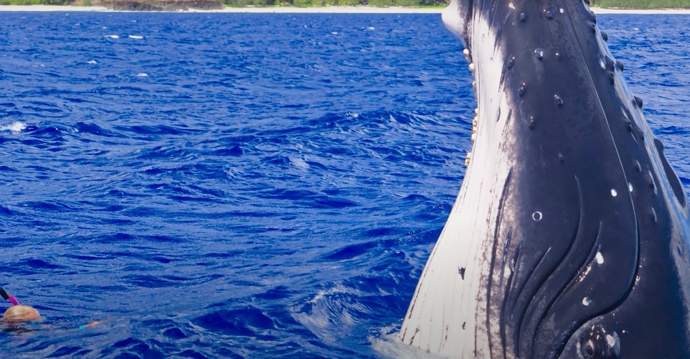 Nan Hauser with a whale