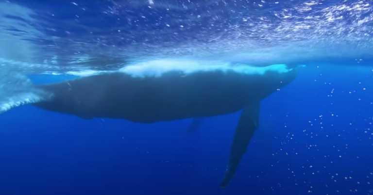 Woman’s Life Was Saved By a Whale