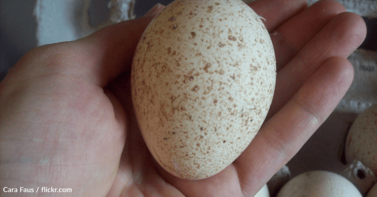 Why They Don’t Sell Turkey Eggs In Stores