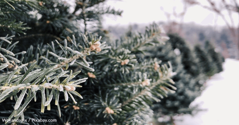 Christmas Tree Lot Goes Viral For Showing Off Dance Moves On TikTok