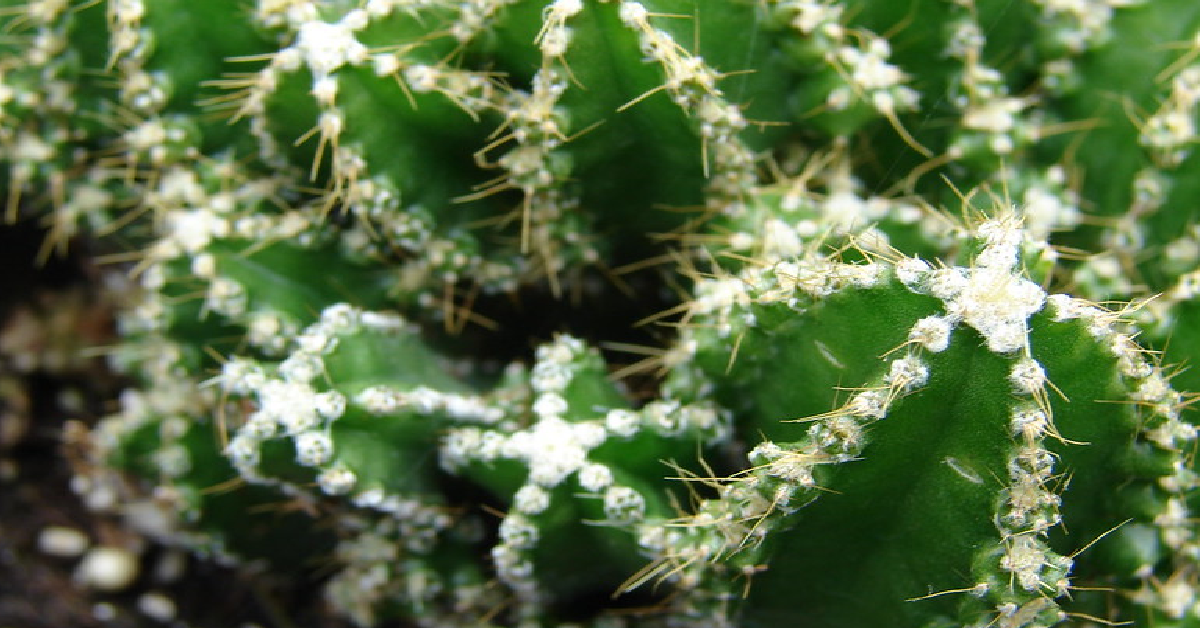 Fairy Castle Cactus