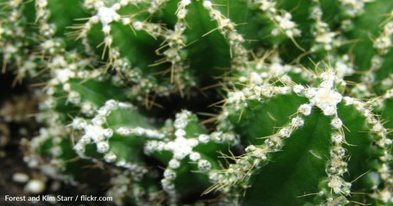 Fairy Castle Cactuses Are The Newest Plant Trend