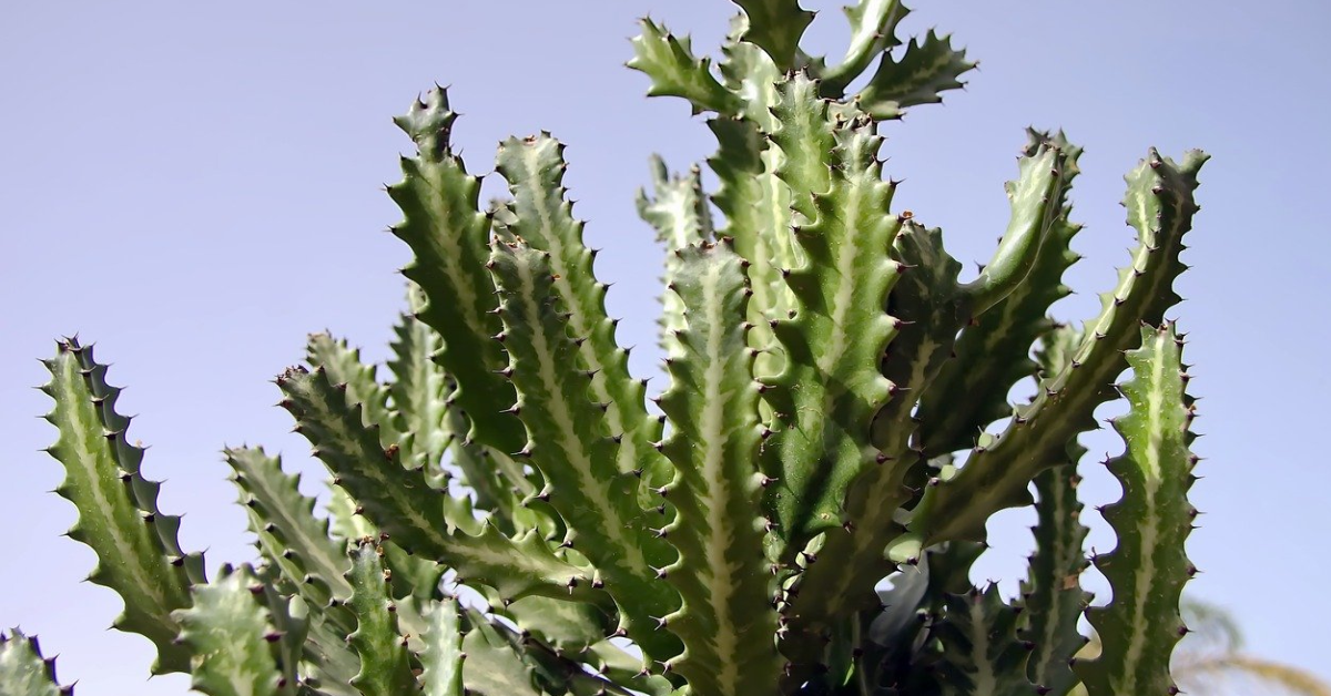 Fairy Castle Cactus Plant