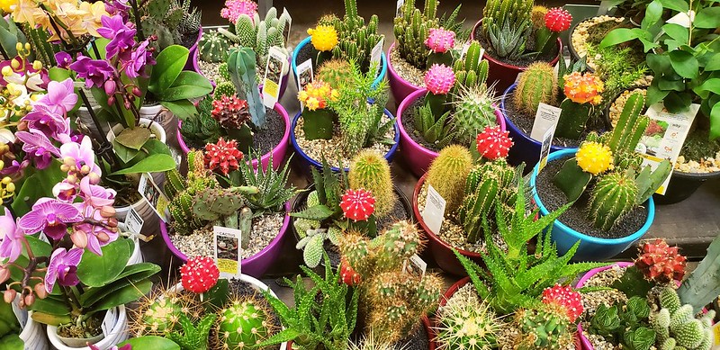 Cactus houseplants