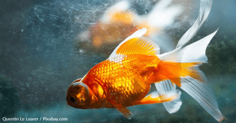 Three-Year-Old Sneaks Pet Fish To School In Her Sippy Cup