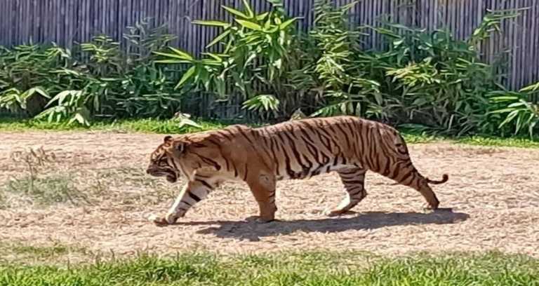 What Does the Chinese Year of the Tiger Mean?