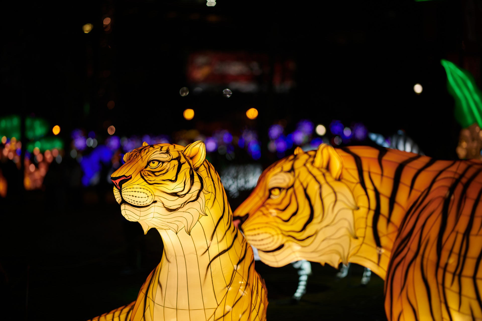 tiger-chinese-lantern