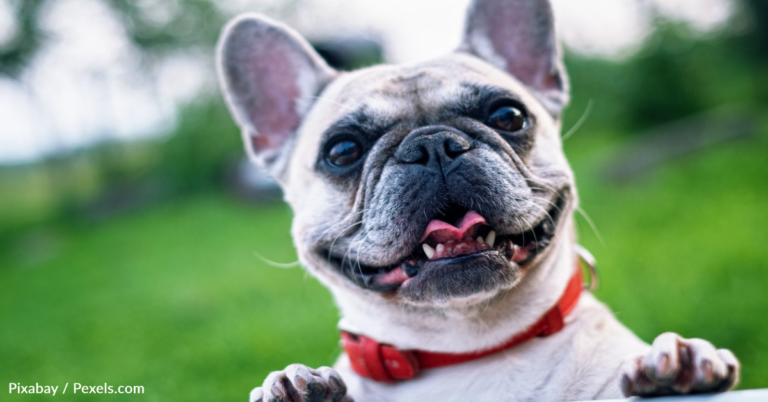 French Bulldog Squeezes Himself Into Tiny Cat House
