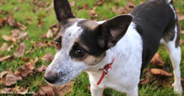 Woman Works for Months to Save Dog Living By the Freeway