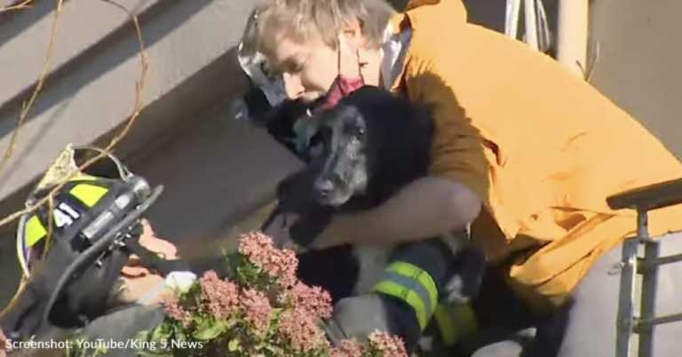 Miracle Dog Rescued Nearly A Week After Everyone Thought She Died In A Landslide