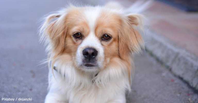 ‘Weird, Awkward’ Dog Dumped at Shelter Finds New Home