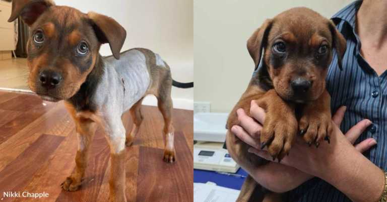 Family Abandons Puppy Who Couldn’t Eat Properly, Rescue Steps in to Help