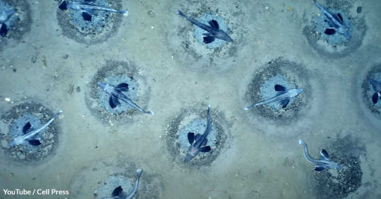60 Million Icefish Nests Discovered Near Antarctica