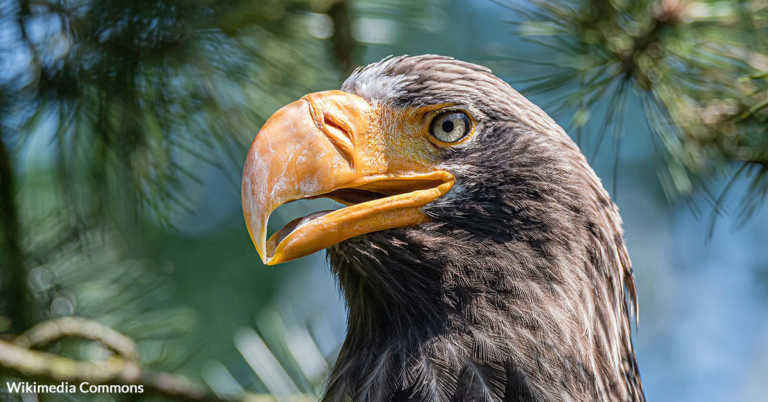 Large Asian Eagle Spends Holidays 5,000 Miles From Home