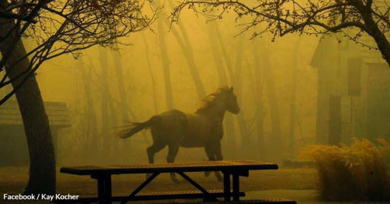 Animals Left Without Homes After Wildfires Blaze Through Colorado