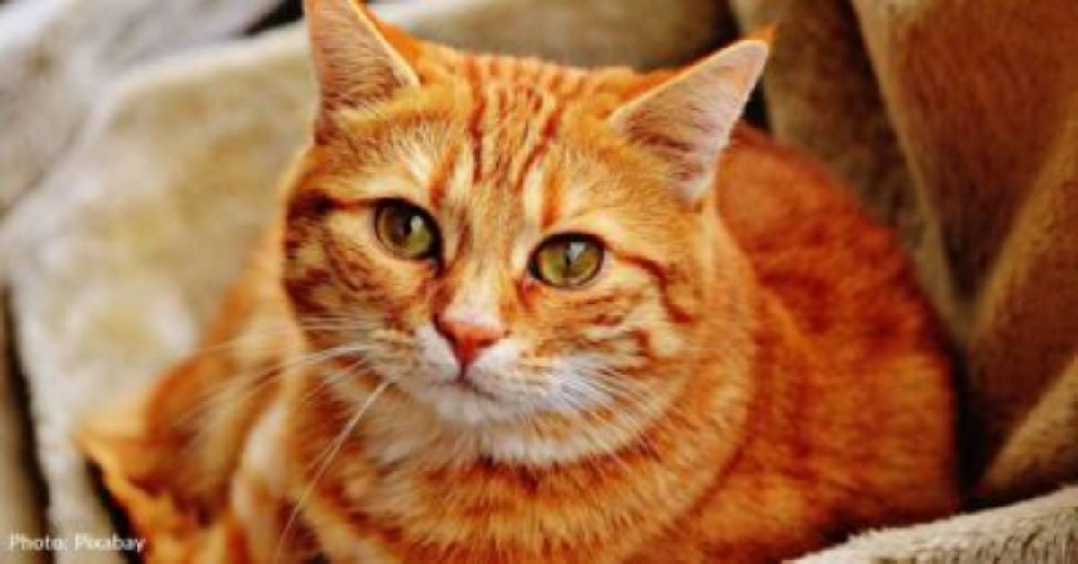 FDA Approves “Groundbreaking” Treatment For Cats With Arthritis