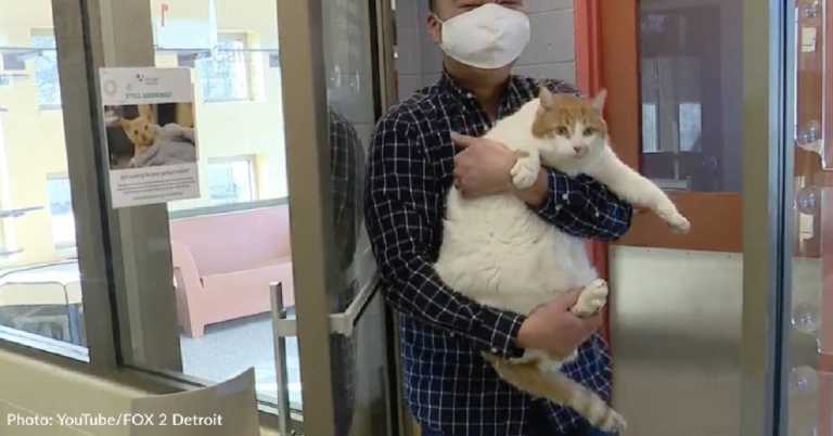 Chonky Shelter Cat With Extra Love To Give Seeking His Forever Home