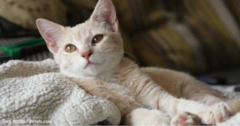 Kitten Thinks He’s One Of The Dogs After Being Raised By Great Danes