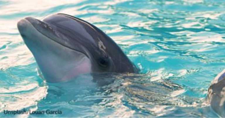 Police Officer Spots Dolphin Caught In Fishing Net & Works Quickly To Save Him