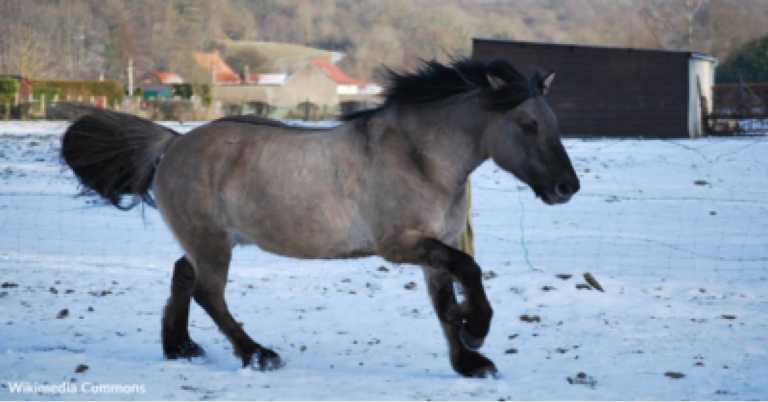 Horse Kicks A Tree And Farts On Dog Before Running Away