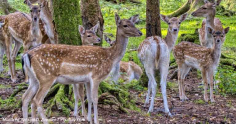 Herd Of Deer Gather Around And Lick Black Cat