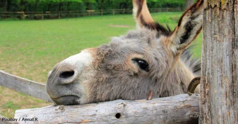 Woman Rescues Discarded Donkey Who Follows Her Around ‘Like a Puppy’