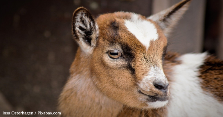 Goat Brings Cute Friend To The Door In Hopes Of Getting Inside