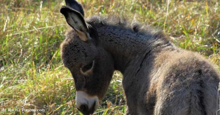 Donkey Raised By Humans Thinks He’s A House Pet