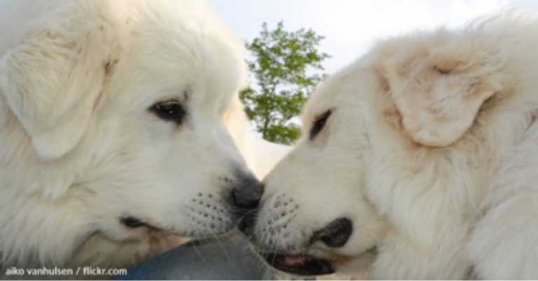 Optical Illusion Of Two Dogs Is Dividing The Internet