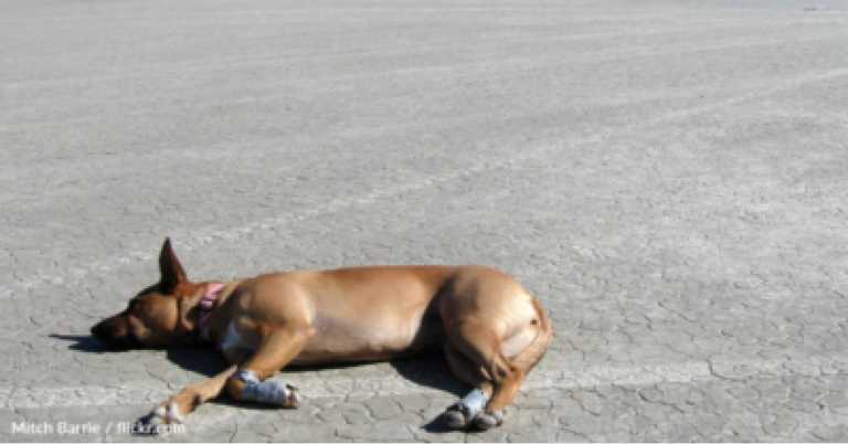 This “Smart” Dog Took Himself To The Shelter For Help