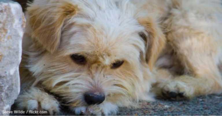 Puppy Collapsed In A Cemetery Just Before She Was Rescued