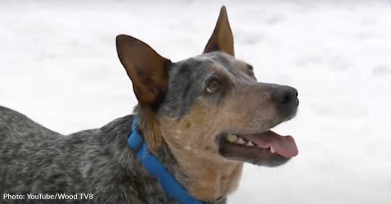 Strangers Rally To Help Couple Whose Dog Ran Away While They Were On Vacation